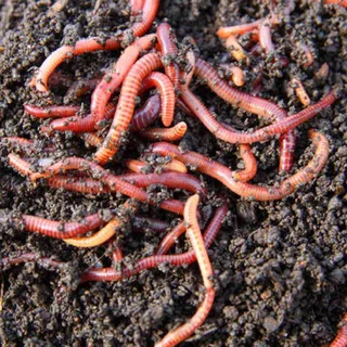 Earth Worms Red Wiggler (Eisenia fetida) for Sale