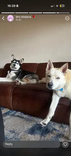 Rehoming Two Adult Huskies – (Including Kennels)