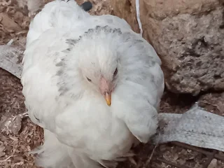 Light Colombian Brahma chicks