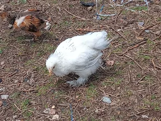 Light Colombian Brahma chicks
