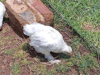 Light Colombian Brahma chicks