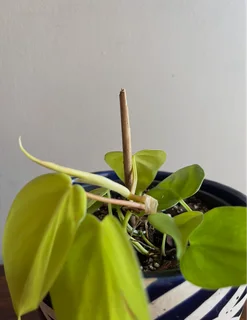 Neon pothos plant with ceramic planter