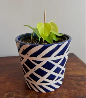 Neon pothos plant with ceramic planter