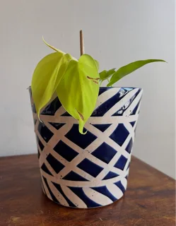 Neon pothos plant with ceramic planter