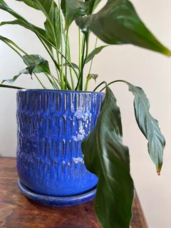 Peace lily sensation plant in a glazed terracotta planter