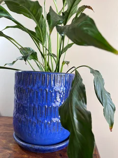 Peace lily sensation plant in a glazed terracotta planter
