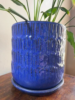 Peace lily sensation plant in a glazed terracotta planter
