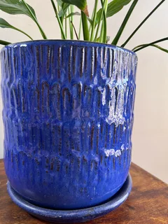 Peace lily sensation plant in a glazed terracotta planter
