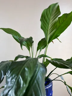 Peace lily sensation plant in a glazed terracotta planter