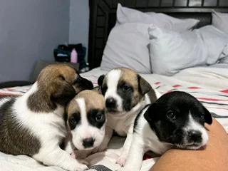 Jack russell puppies for sale 2 males 1female fully vaccinated and dewormed 8 weeks old