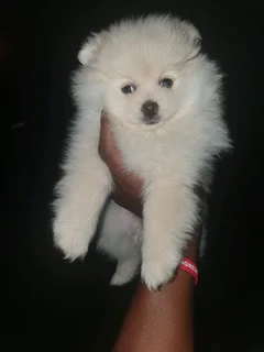 Purebred Pomeranian Puppy