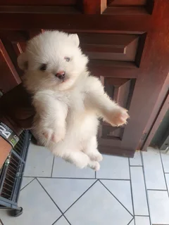 Purebred Pomeranian Puppy