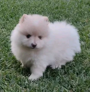 Purebred Pomeranian Puppy