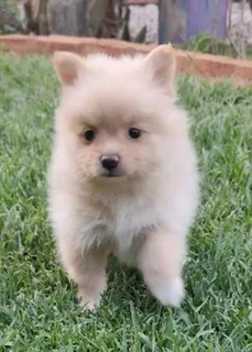 Purebred Pomeranian Puppy