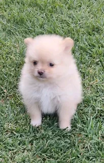 Purebred Pomeranian Puppy