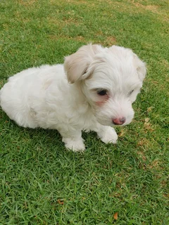 Purebred Maltese Puppy