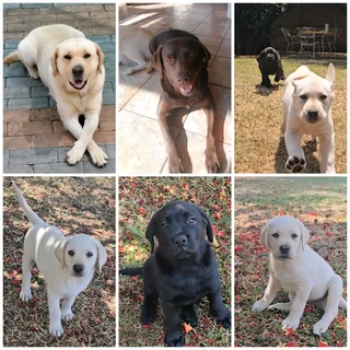 Purebred Labrador Puppies