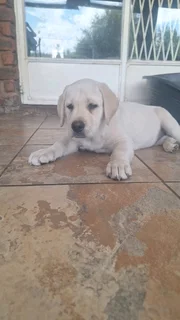 Purebred Labrador Puppies