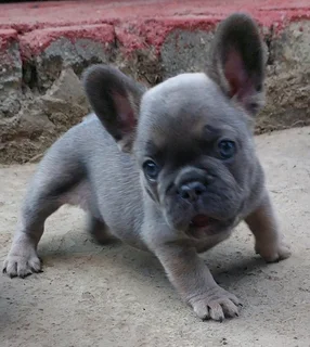 Purebred French Bulldog Puppy