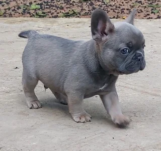 Purebred French Bulldog Puppy