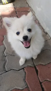Purebred Pomeranian Puppy