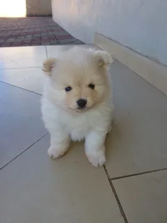 Purebred Pomeranian Puppies
