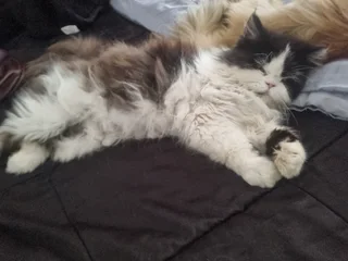 Beautiful Male Persian age 1