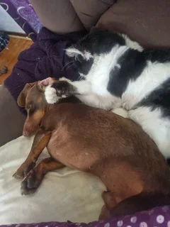 Beautiful Male Persian age 1