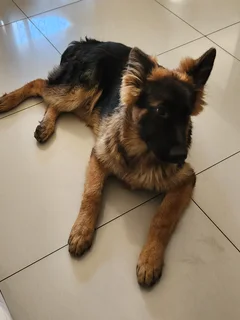 German Shepherd Puppy (Male)