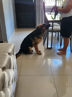 German Shepherd Puppy (Male)