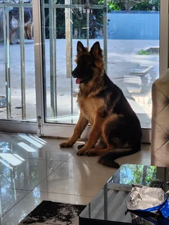 German Shepherd Puppy (Male)