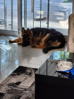 German Shepherd Puppy (Male)