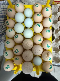 Fertile chicken eggs