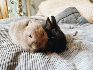 Netherland Dwarf Rabbits