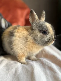 Netherland Dwarf Bunnies (please WhatsApp for faster response)