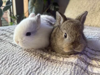Netherland Dwarf Bunnies