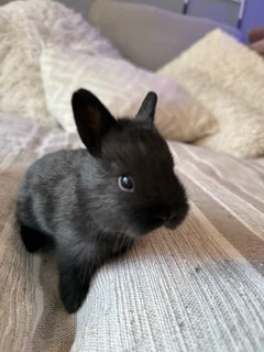 Netherland Dwarf Bunnies