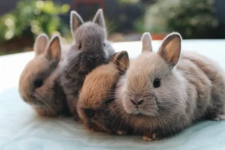Netherland Dwarf Bunny