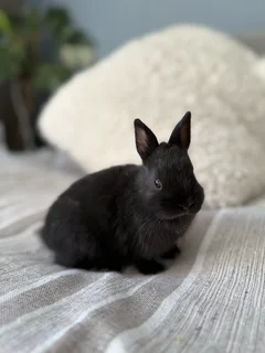 Netherland Dwarf Bunny