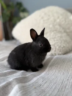 Netherland Dwarf Bunnies