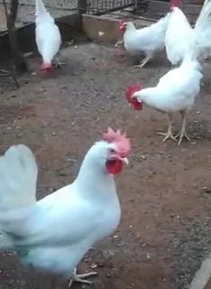 Leghorn chickens available