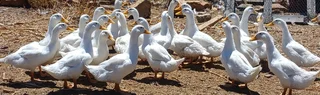 Pekin ducks for sale