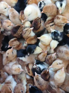 Boschveld chicks for sale