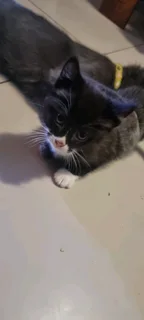 1 baby Kitten for adoption