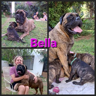 Bullmastiff Puppies