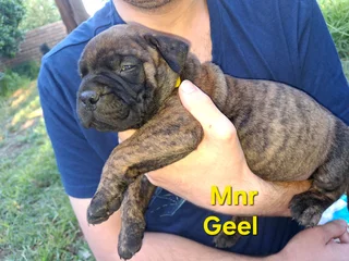 Bullmastiff Puppies
