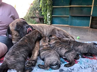 Bullmastiff Puppies