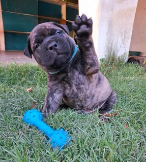 Bullmastiff Puppies