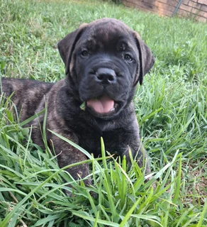 Bullmastiff Puppies