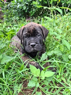 Bullmastiff Puppies
